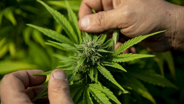 Mehr als zwei Kilo Cannabiskraut wurden bei dem Dealer von der Polizei sichergestellt. (Bild: AFP)