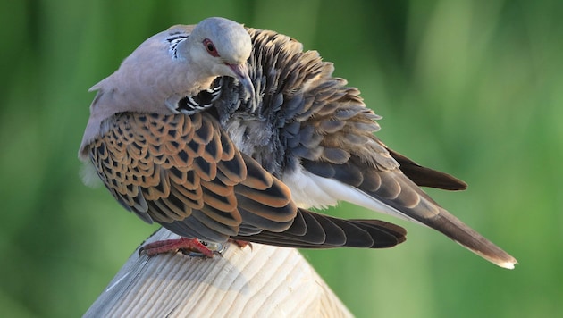 Turtle doves are regarded as a sign of love, but are under serious threat. (Bild: APA/BIRDLIFE/HANS-MARTIN BERG)