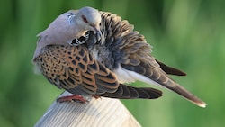 Der Schütze hatte es auf eine Taube abgesehen. (Bild: APA/BIRDLIFE/HANS-MARTIN BERG)