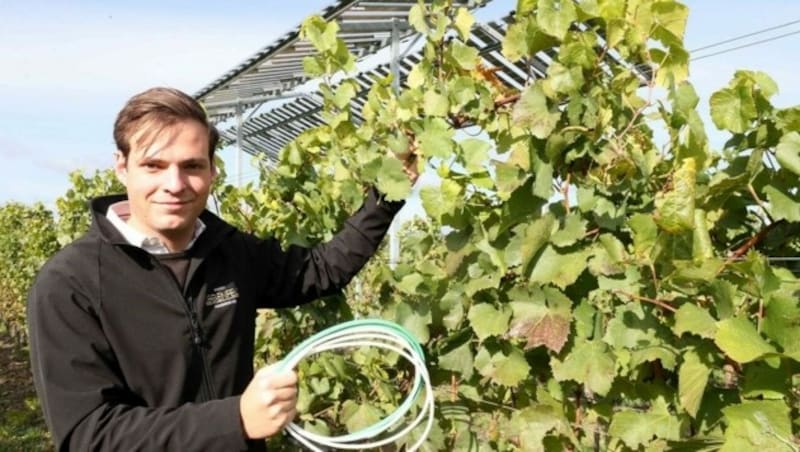 Sohn Andreas Liegenfeld packt ebenso fleißig mit an: Dass die Reben künftig durch Heizdrähte vor Frost geschützt werden, freut ihn sehr. (Bild: Reinhard Judt)