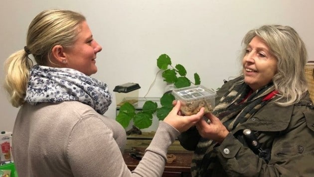 Die Linzer Zoodirektorin Tanja Kurzmann überreichte Helga Happ die beiden Hausgeckos. (Bild: Helga Happ)