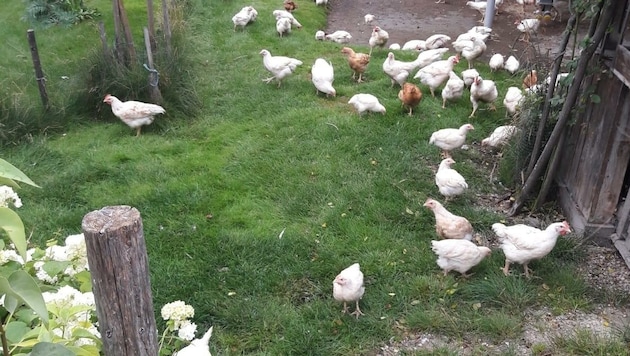 Wieviele Hühner in Wald wirklich gehalten werden, ist gar nicht so leicht feststellbar (Bild: Daum Hubert)