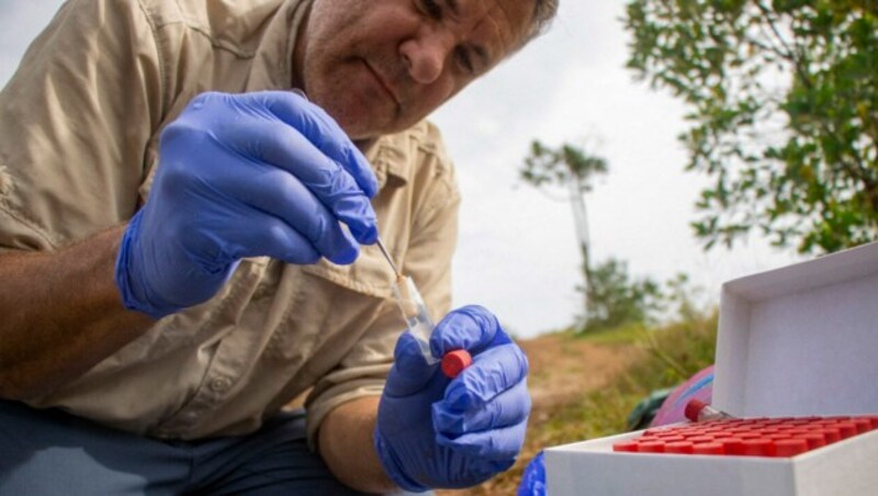 Die Mitarbeiter von Cornare mussten die Nilpferde zunächst mit Pfeilen betäuben, um die Sterilisation durchführen zu können. (Bild: APA/AFP/CORNARE)