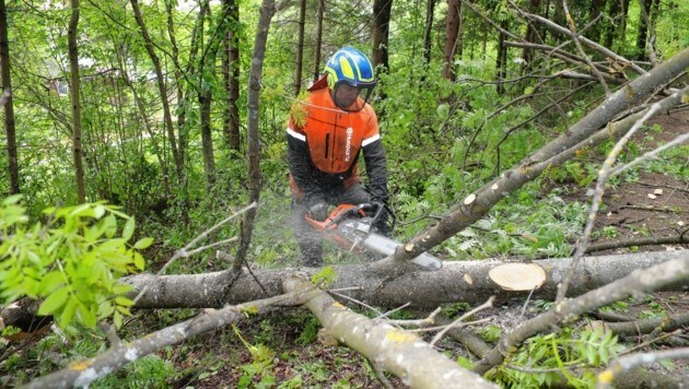 Waldwirtschaft wird von Umweltschützern oft kritisch gesehen - nicht immer zurecht, wie eine aktuelle Studie wieder beweist. (Bild: Juergen Radspieler)
