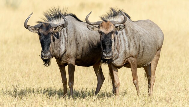 Gnus sind eine Gattung afrikanischer Antilopen. Sie leben meist in großen Herden und können ein Gewicht von bis zu 250 Kilogramm erreichen. (Bild: ©Knöpfli - stock.adobe.com)