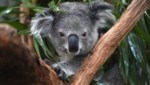 Die Regierung Australiens nimmt Geld in die Hand, um Koalas zu schützen. (Bild: AFP )