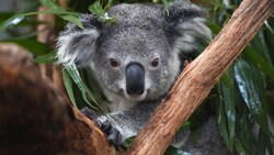 Die Regierung Australiens nimmt Geld in die Hand, um Koalas zu schützen. (Bild: AFP)