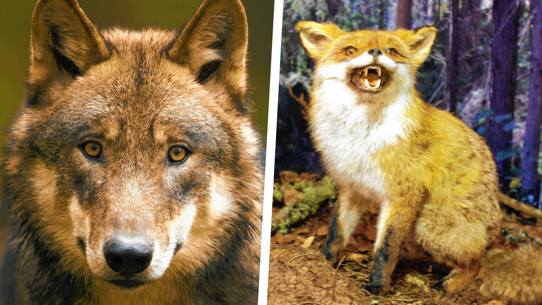 Zwei Kälber sind tot - waren Wolf oder Fuchs unterwegs? (Bild: WWF/Ralph Frank/Uta Rojsek-Wiedergut)
