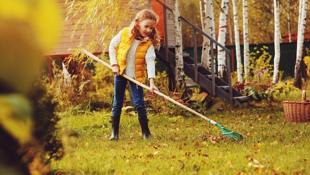 Healthy leaves that have fallen from the trees should not be left on the lawn, as this can lead to bare patches. It is best left under shrubs. (Bild: ©mashiki - stock.adobe.com)