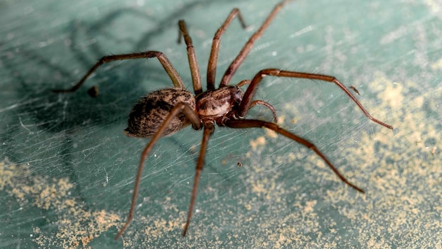 Groß, dunkel, behaart und langbeinig: Die Winkelspinne (Bild: ©Guntar Feldmann - stock.adobe.com)