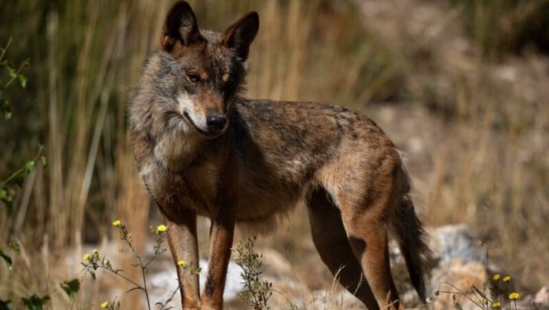 In Salzburg drehten sich viele Gespräche um den Wolf. (Bild: PIERRE-PHILIPPE MARCOU)