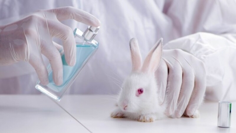 The white rabbit in scientific lab experiment (Bild: stock.adobe.com)