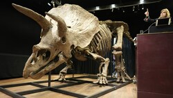Das Skelett mit dem Spitznamen „Big John“ wurde für 6,6 Millionen Euro versteigert. (Bild: AP)