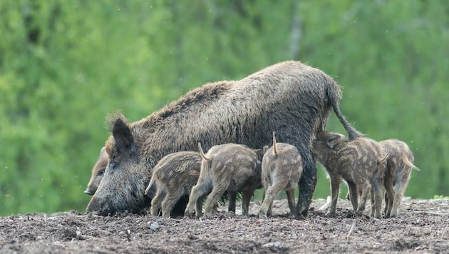 Wildschweine haben sich zuletzt bundesweit stark vermehrt (Bild: Ewald Kahlbacher)