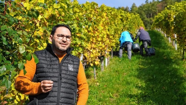 Stefan Potzinger setzt in seinem Weingarten hauptsächlich auf Sauvignon. (Bild: Sepp Pail)