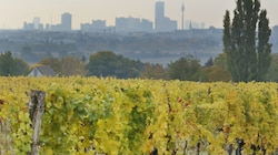 Blick vom Bisamberg auf das Wiener Stadtgebiet (Bild: Groh Klemens)