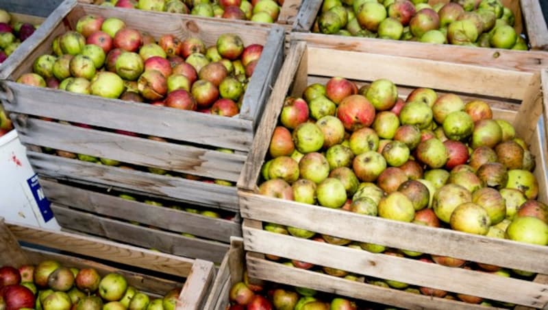 In der Jugend half Robert Schneider seinen Eltern oft beim Obst „auflesen“. Dieses wurde in „Harasse“, also Holzkisten gelagert und dann zur Mosterei gefahren. (Bild: Mathis Fotografie)