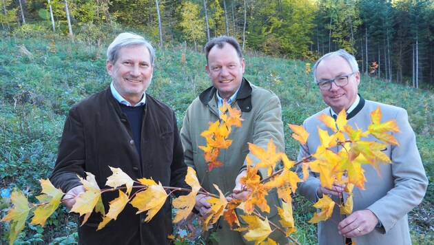 Freunde des Waldes: EU-Kommissar Johannes Hahn, Markus Hoyos und Landesrat Pernkopf (Bild: Gabriele Moser)