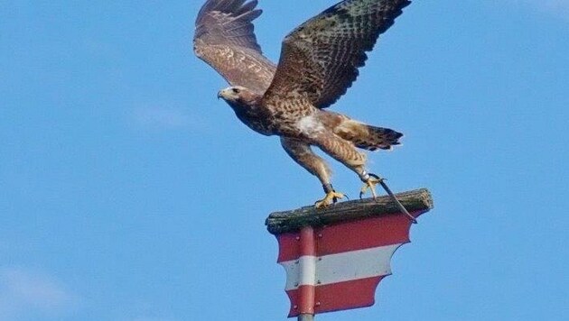 Der Adler gilt seit dem Mittelalter in Österreich als Wappentier. (Bild: Gabriela Heimhofer)