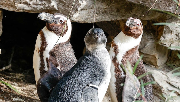 „Lesedi“ sucht stets die Nähe seiner Eltern. (Bild: Tschepp Markus)