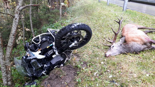 Der Schaden durch Wildunfälle ist auf allen Seiten enorm (Bild: zVg Tiroler Jägerverband)