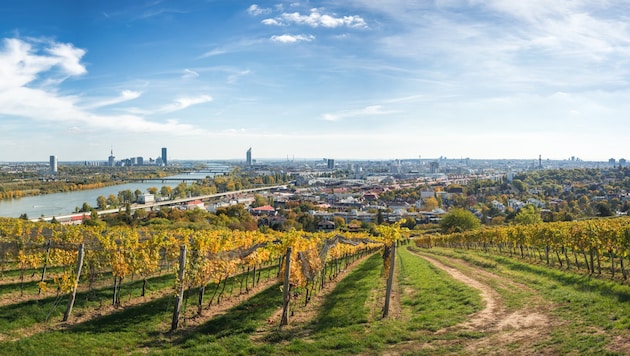 The 700 farmers and winegrowers in Vienna have to adapt to changing climatic conditions. (Bild: ©Markus - stock.adobe.com)