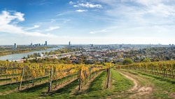 Wien ist die einzige Millionenstadt mit Weinbau auf dem eigenen Stadtgebiet. (Bild: ©Markus - stock.adobe.com)