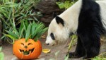 Das Panda-Weibchen Yang Yang hat die Halloween-Überraschung ganz in Ruhe inspiziert. (Bild: APA/TIERGARTEN SCHÖNBRUNN/DANIEL ZUPANC)