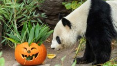 Das Panda-Weibchen Yang Yang hat die Halloween-Überraschung ganz in Ruhe inspiziert. (Bild: APA/TIERGARTEN SCHÖNBRUNN/DANIEL ZUPANC)