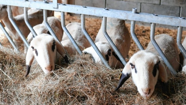 La valla de alimentación inclinada es muy adecuada para los rumiantes.  Treffner también usa la homeopatía en las ovejas.  (Imagen: Fischer Claudia)