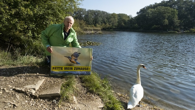 Greenpeace-Chef Alexander Egit protestiert im Herzen der bedrohten Lobau gegen den Tunnel. (Bild: Greenpeace)