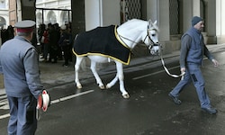 Haben die weltberühmten Lipizzaner zu wenig Bewegung? Ein Rechnungshof-Bericht legt das nun ...