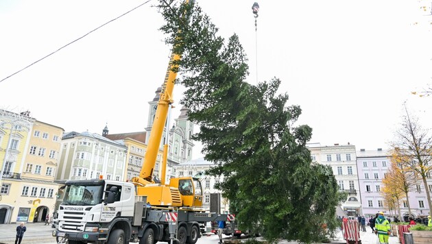 2020 stammte die Tanne am Hauptplatz aus Waldneukirchen (Bild: Dostal Harald)