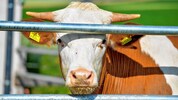 Rund 500 Tierärzte gibt es in der Steiermark, davon 200 für Nutztiere – Tendenz fallend, denn ...