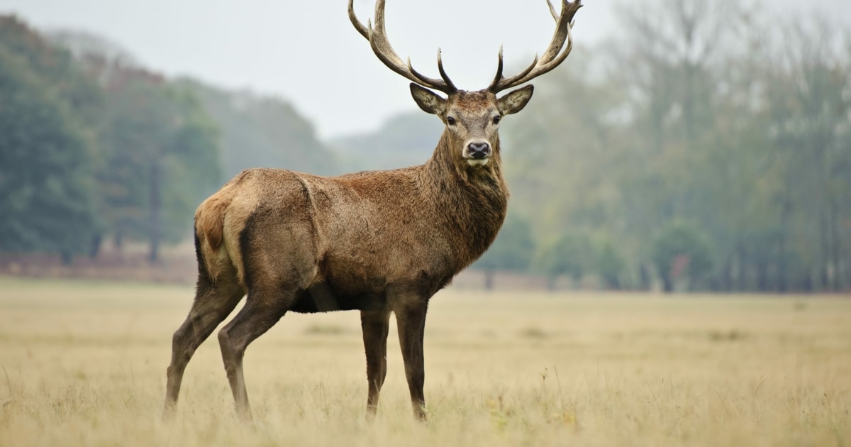 Deer on the road – Viennese trapped in a car after evasive maneuvers