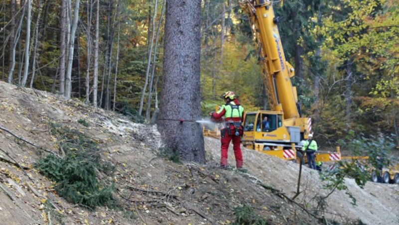 Ein Forstarbeiter schneidet den Wiener Weihnachtsbaum 2021 aus einem Wald in der Gemeinde Wiesen. (Bild: Landesmedienservice/Siess)