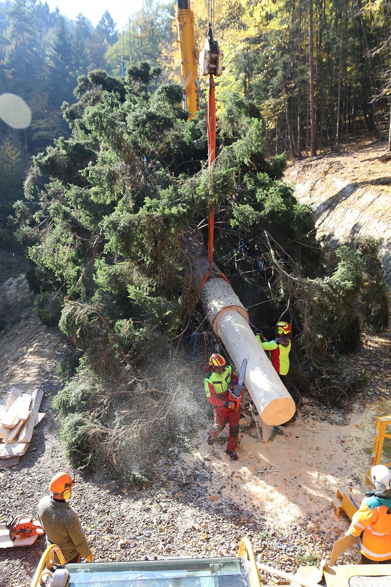 Burgenländische Forstarbeiter bereiten den Weihnachtsbaum für den Abtransport vor. (Bild: Landesmedienservice/Siess)