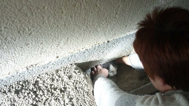 Vier Tage lang musste die Katze im Hohlraum unter der Terrasse ausharren bevor sie gerettet wurde. (Bild: Freiwillige Feuerwehr St.Gilgen)
