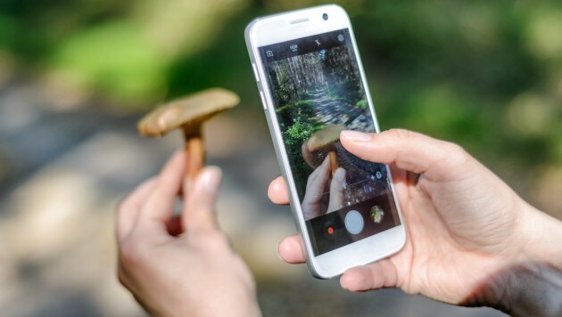 App statt Taschenbuch: Immer mehr Schwammerlsucher nutzen einschlägige Pilz-Apps zur Bestimmung ihrer Funde. (Bild: stock.adobe.com)