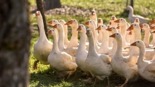 Auf Burgenlands Wiesen schnattern rund 5600 heimische Weidegänse. So gut haben sie es im angrenzenden Ungarn oft nicht!  (Bild: Markus Wenzel)