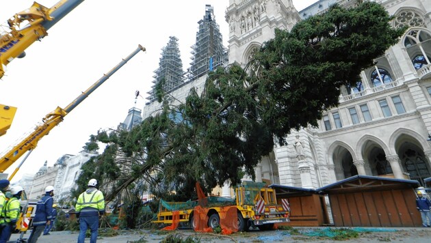 Alle Jahre wieder: Der burgenländische Christbaum muss ebenso wie seine Vorgänger reichlich Kritik einstecken. (Bild: Reinhard Holl )