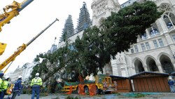 Alle Jahre wieder: Der burgenländische Christbaum muss ebenso wie seine Vorgänger reichlich Kritik einstecken. (Bild: Reinhard Holl )