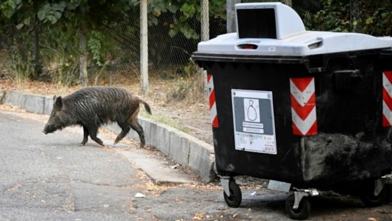 Ein Wildschwein in Rom begibt sich auf die Suche nach Nahrung. (Bild: Alberto PIZZOLI / AFP)