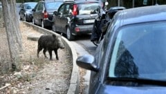 Der Müll auf den Straßen zieht ganze Rotten in italieneische Städte. (Bild: Alberto PIZZOLI / AFP)