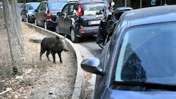 Der Müll auf den Straßen zieht ganze Rotten in italieneische Städte. (Bild: Alberto PIZZOLI / AFP)