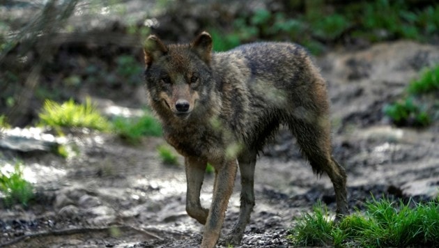 Im Oktober gab´s in OÖ sieben Risse, die dem Wolf zugeschrieben werden. Bestätigt ist bislang aber noch kein einziger Isegrim als „Täter“. Nördlich der Donau wurden polnische, südlich dinarische Exemplare nachgewiesen. (Bild: VINCENT WEST)