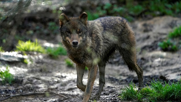 Im Oktober gab´s in OÖ sieben Risse, die dem Wolf zugeschrieben werden. Bestätigt ist bislang aber noch kein einziger Isegrim als „Täter“. Nördlich der Donau wurden polnische, südlich dinarische Exemplare nachgewiesen. (Bild: VINCENT WEST)