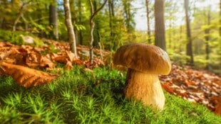 3000 Großpilzarten wie der Steinpilz sind in der Steiermark erfasst. (Bild: ©Jean Kobben - stock.adobe.com)