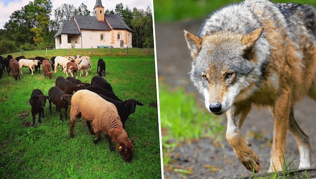 Schafe sollen ein Halsband mit Wolfsgeruch tragen, damit sie Isegrim nicht angreift (Bild: Shoaf-Bauer/ Gerhard Schel)