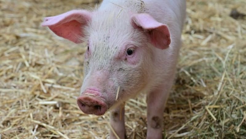 Die Tiere können jederzeit im Stall beobachtet werden. (Bild: Evelyn Hronek)